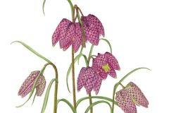 Fritillaria meleagris £220