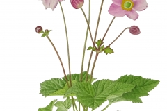 Anemone x hybrida