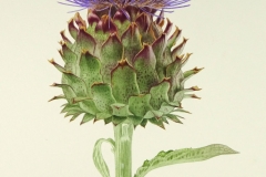 Cardoon