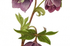 Hellebore 'Queen of the Night'