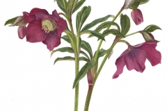 Helleborus x hybridus