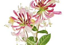 Honeysuckle