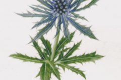 Eryngium