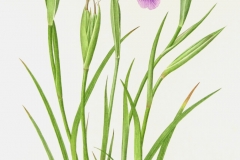 Pacific Coast Iris