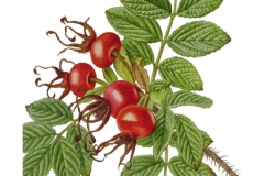 Rosa rugosa hips