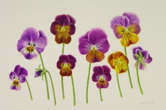 Violas 'Antique Shades'
