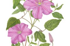 Clematis 'Comtesse de Bouchaud'