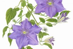 Clematis 'General Sikorski'