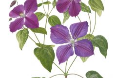Clematis 'Star of India'