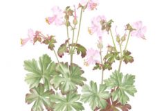 Geranium  'Hilary Rendall'