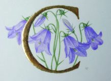 C for Campanula, on vellum
