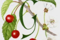 G for Gean (wild cherry)