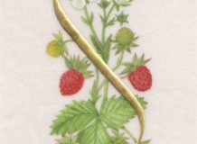 S for Strawberry, on vellum