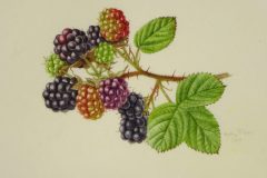 Blackberries on vellum