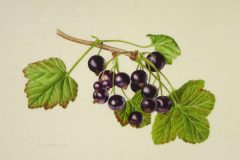 Blackcurrants on vellum